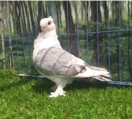 MERPATI HIAS / MERPATI HIAS COF BLUENET REMAJAAN BETINA.
