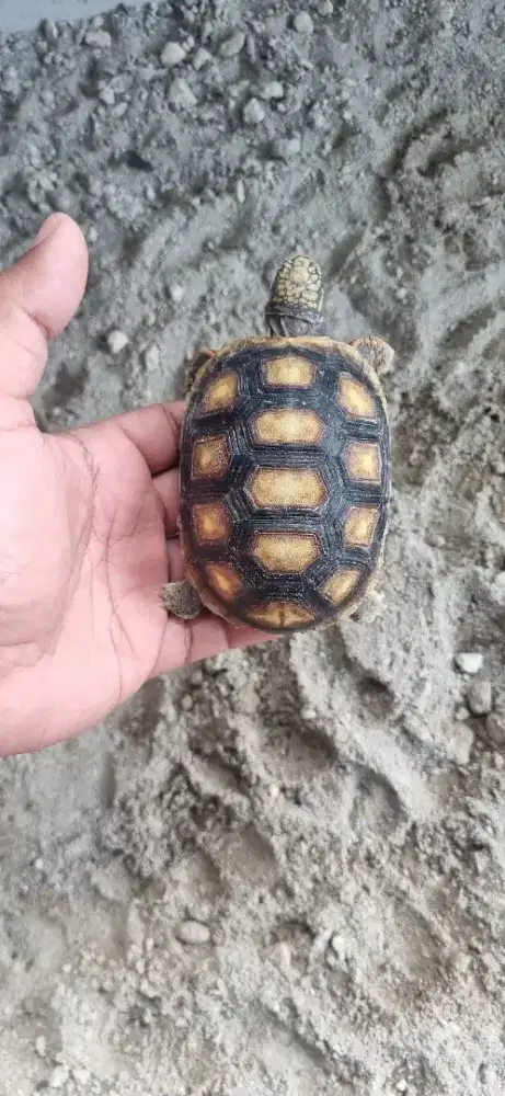 Redfoot Red Foot Tortoise Kura Darat 7.5cm bukan sulcata cherry head