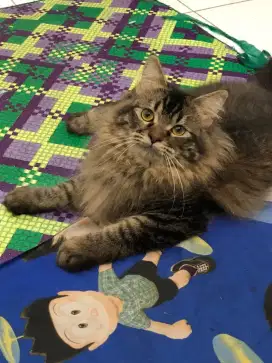 Lepas adopsi kucing persia dewasa