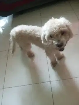 Anjing pudel kesayangan