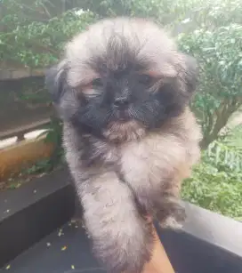 SHIHTZU MIX POM