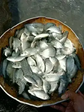 Bibit ikan lele gurame nila