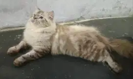 Lepas Adopsi Kucing Persia Jantan Himalaya