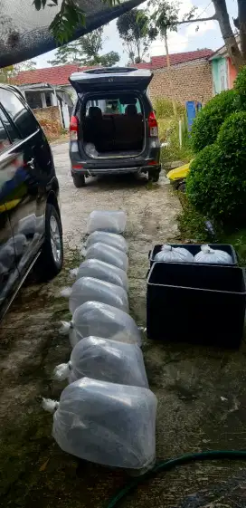 Bibiikan bandandarlampung nila lele gurame