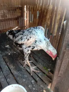 Buang Brumbun bk