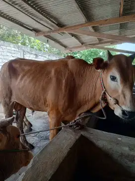 Sapi kurban gratis pengiriman