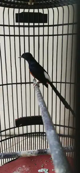Murai balak medan bulu baru