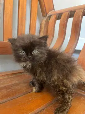 Adopt Kitten Persia
