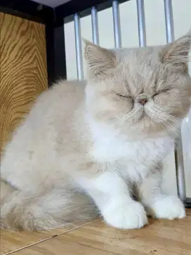 Kucing BSH Peaknose Betina