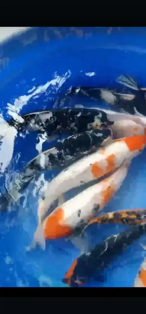 IKAN MAS TOMBRO SEMARANG