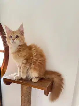 Mainecoon betina