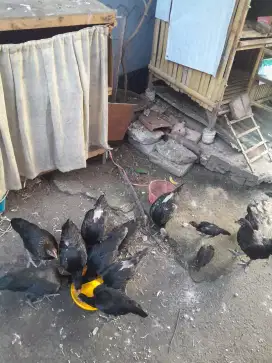Ayam kampung asli