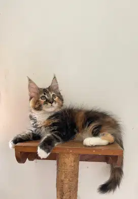 Kucing mainecoon