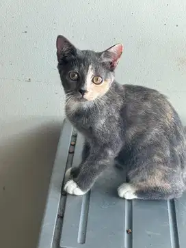 Kucing bsh mix persia British shorthair