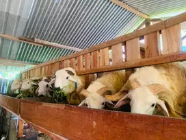 Kambing Qurban Murah