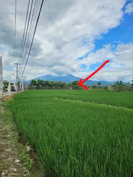 JUAL CEPAT TANAH SAWAH, OPEN NEGO!