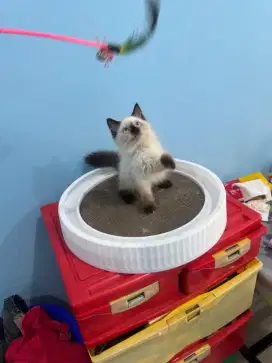 kucing kitten himalaya sealpoint betina