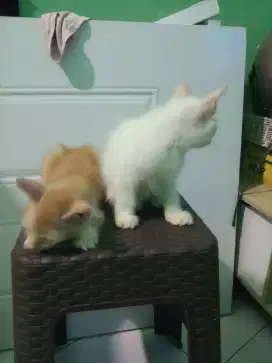 Kitten Persia 2,5 bulan