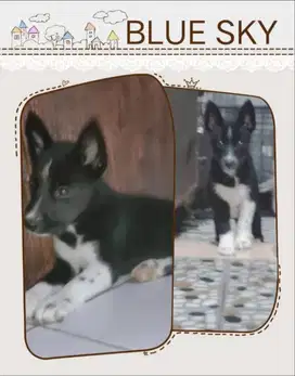 Jual anjing Husky