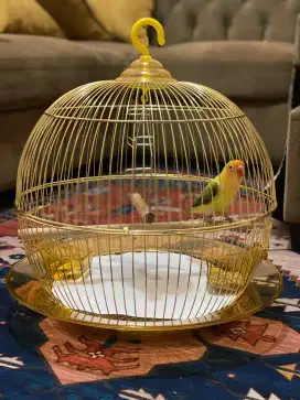 Love bird BIOLA PARBLUE EUWING GREEN