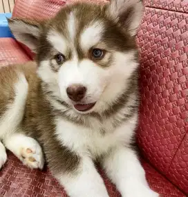JUAL ANJING SIBERIAN HUSKY