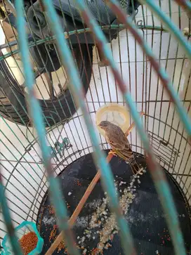 Blacksang betina bunyi