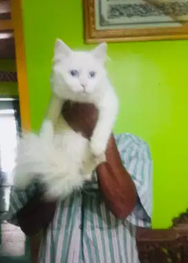 Kucing persia berbagai jenis