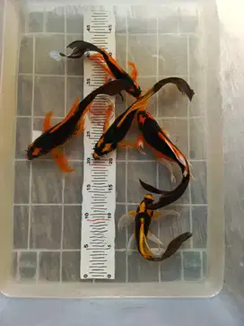 Koi kabuto kumpay slayer