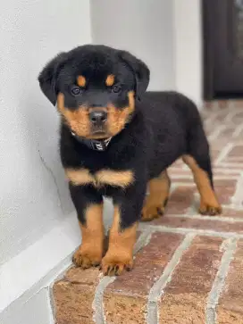 JUAL ANJING ROTTWEILER