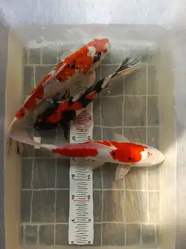 Koi showa sanke 3 ekor