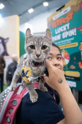 Open Adopt Kucing American Curl x Munchkin – Jinak & Manja, Mahar Nego