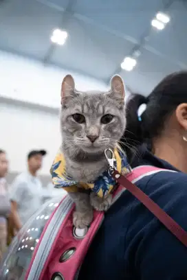 Open Adopt Kucing American Curl x Munchkin – Jinak & Manja, Mahar Nego