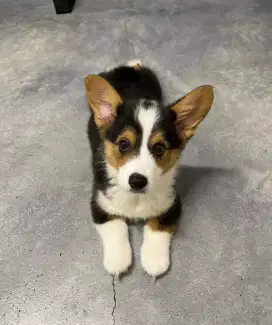 JUAL ANJING WELSH CORGI