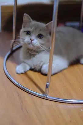 Kitten BSH pure non ped