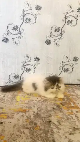 Kitten peaknose