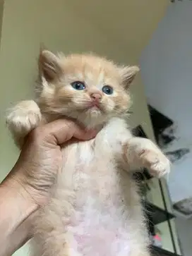 Lepas adopsi kitten