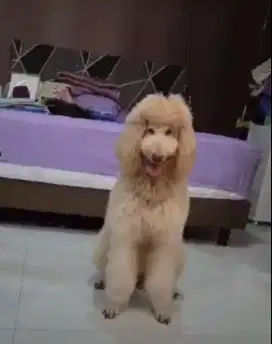 Giant poodle aprikot cream jantan