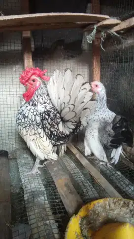Ayam batik Itali sepasng induk