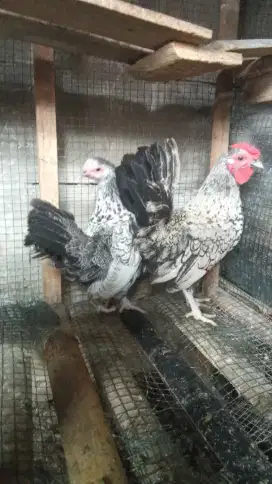 Ayam batik Itali bulu blirik sepasng