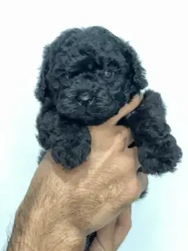 Puppies Black Poodle
