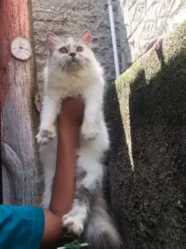 Kucing betina Persia medium