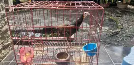 Ayam hutan hijau jinak