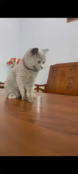 Kucing BSH jantan 3bulan up lokasi Jombang kota.