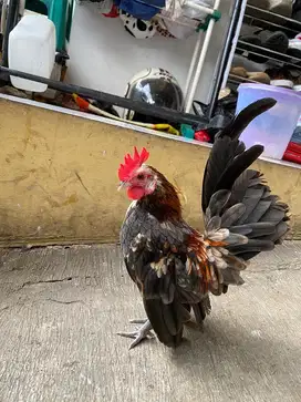 Jual ayam kate tema serama lok cibaduyut