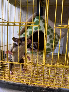 Jual sugar glider Classic gray sepasang