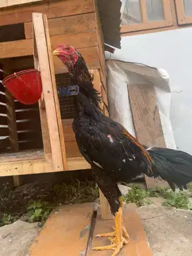Di jual ayam siam bangkok