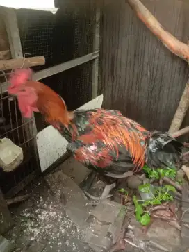 Pelung muda bobot 5 kg