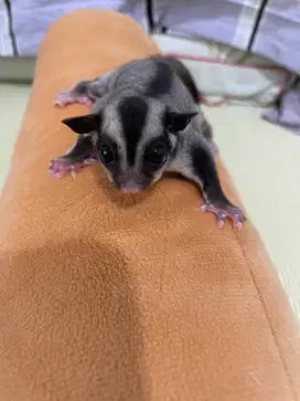 sugar glider classic grey