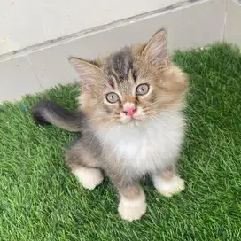 Kucing ragdoll lynx mix BSH