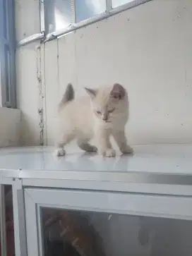Kitten British Short Hair BSH Motif Langka Pure Breed